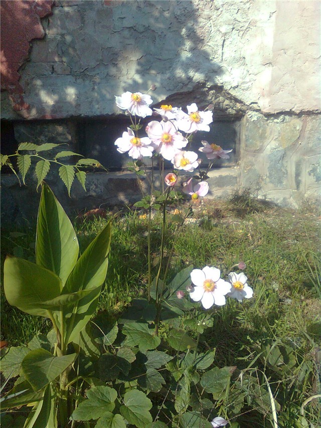 anermona1
